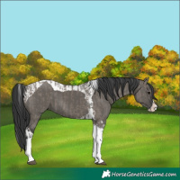 Horse Color:Grullo Sabino Splash Tobiano and Grullo Sabino Splash Tobiano
