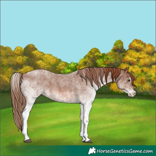 Horse Color:White Spotted Red Roan 