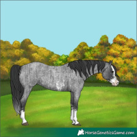 Horse Color:Blue Roan Sabino Splash and Blue Roan Sabino Splash
