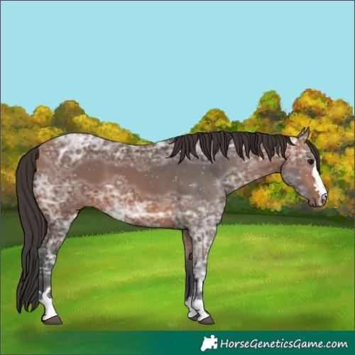 Horse Color:Bay Ice