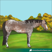 Horse Color:Bay Ice