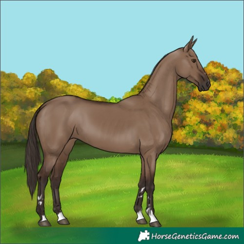 Horse Color:Liver Red Dun 