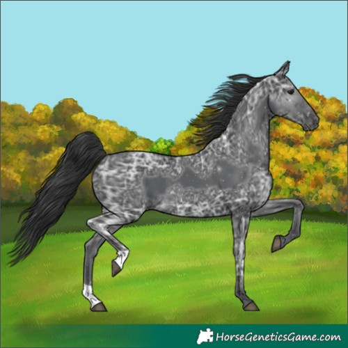 Horse Color:Black Ice 