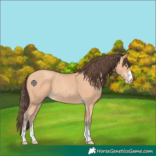 Horse Color:Amber Champagne