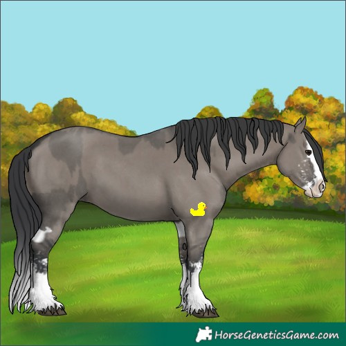 Horse Color:Grullo Sabino Splash  and Grullo Sabino Splash 