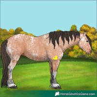 Horse Color:Bay Ice 
