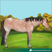 Horse Color:Bay Ice 
