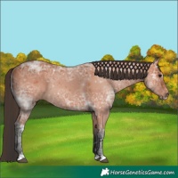 Horse Color:Bay Ice