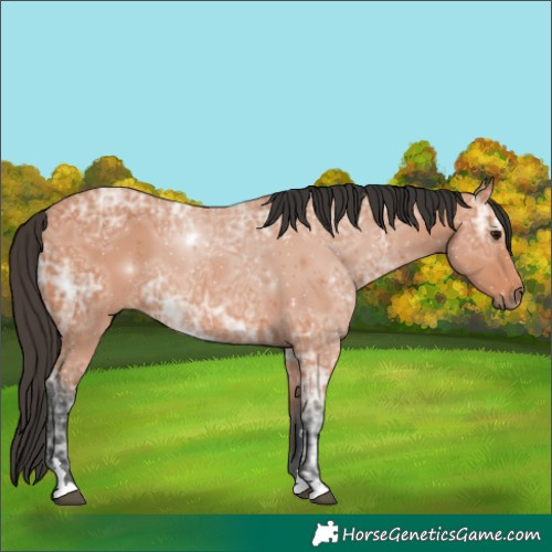 Horse Color:Bay Ice
