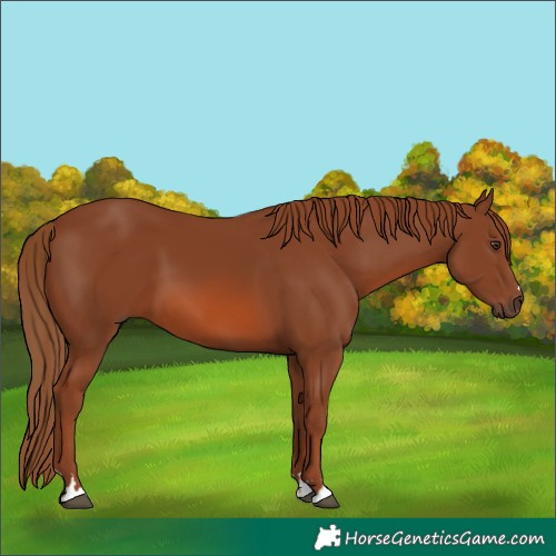 Horse Color:Chestnut 