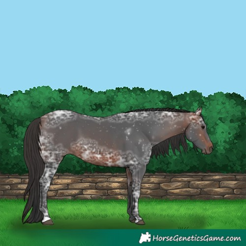 Horse Color:Bay Ice
