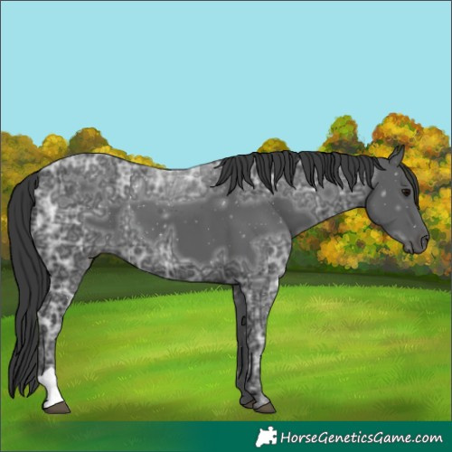 Horse Color:Black Ice 