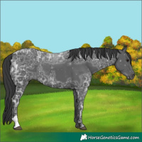 Horse Color:Black Ice