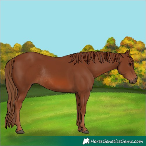 Horse Color:Chestnut Rabicano 