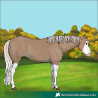Horse Color:Silver Grullo Splash 