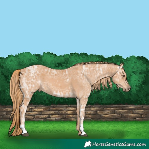 Horse Color:Chestnut Ice 
