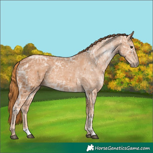 Horse Color:Chestnut Ice