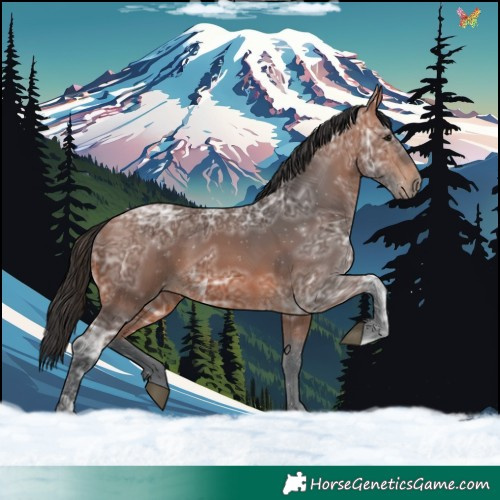 Horse Color:Bay Ice