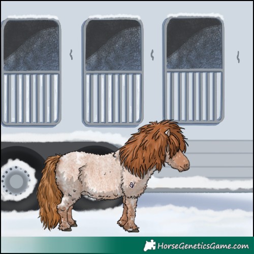 Horse Color:Red Ice Roan