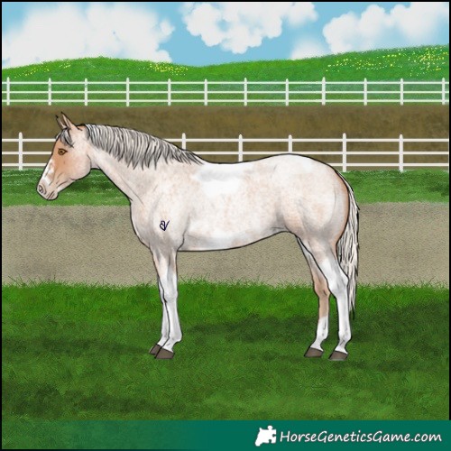 Horse Color:Silver Blue Roan Pearl Tobiano Frame 