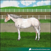 Horse Color:Silver Blue Roan Pearl Tobiano Frame