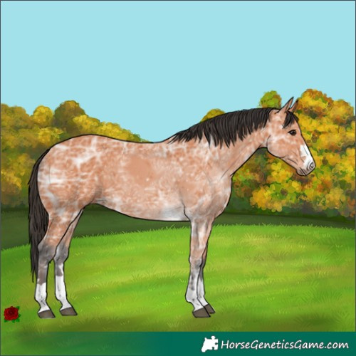 Horse Color:Bay Ice