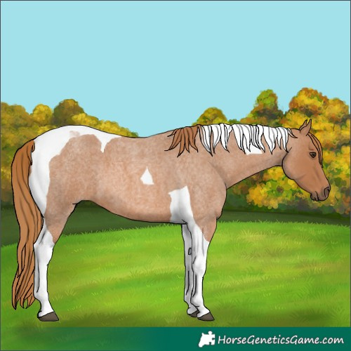 Horse Color:Red Roan Tobiano