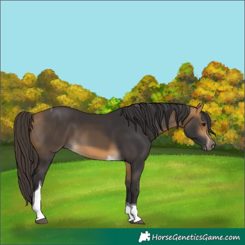 Horse Color:Buckskin Tobiano