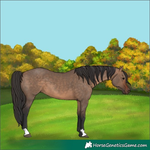 Horse Color:Brown Dun  and Bay Dun 