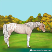 Horse Color:Silver Blue Roan Pearl Tobiano Frame Appaloosa