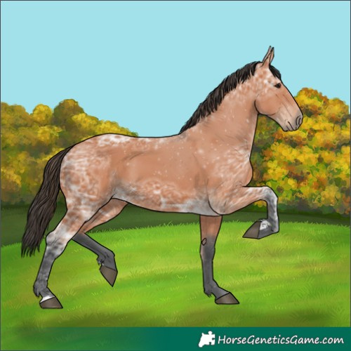 Horse Color:Unknown 