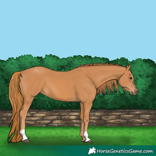 Horse Color:Chestnut 
