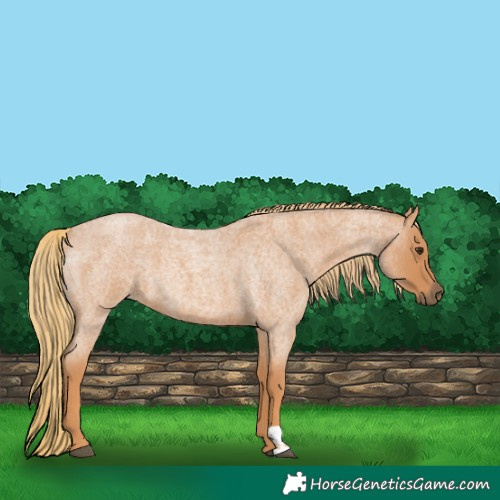 Horse Color:Red Roan