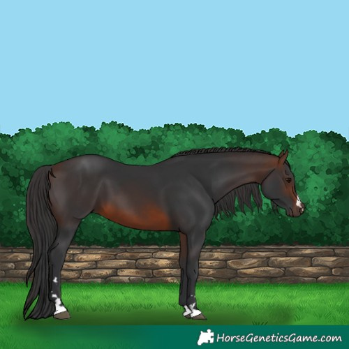 Horse Color:Brown 