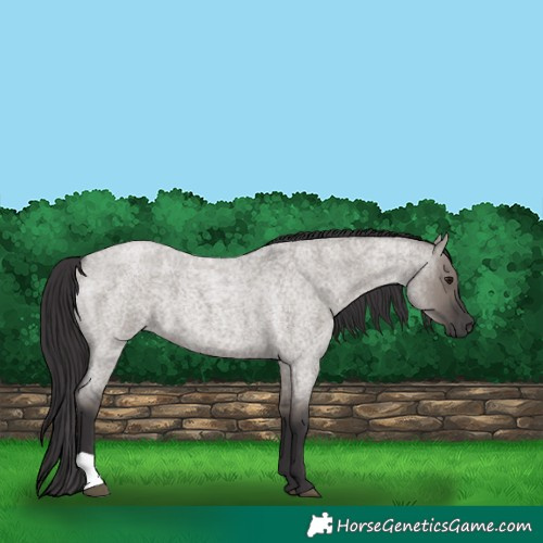 Horse Color:Smoky Grullo Roan 