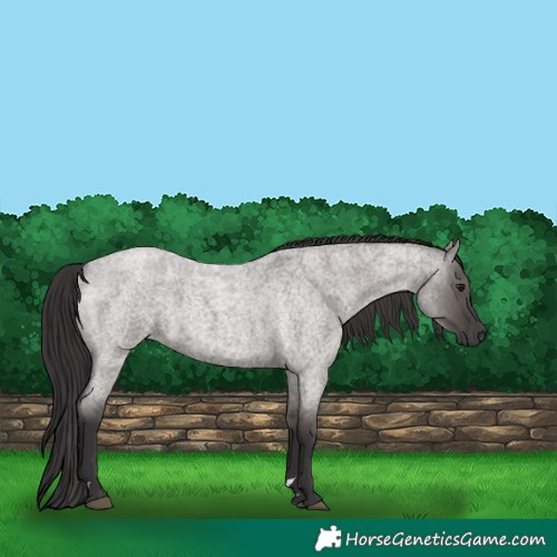 Horse Color:Smoky Grullo Roan 