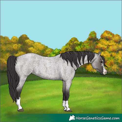 Horse Color:Smoky Grullo Roan