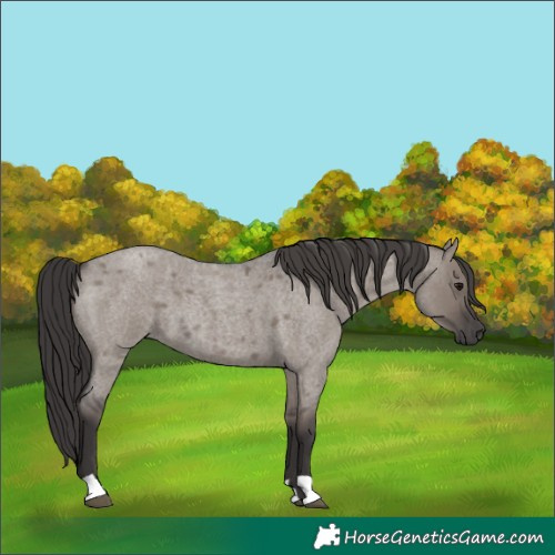 Horse Color:Smoky Grullo Roan