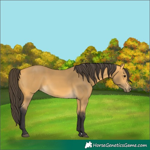 Horse Color:Buckskin 