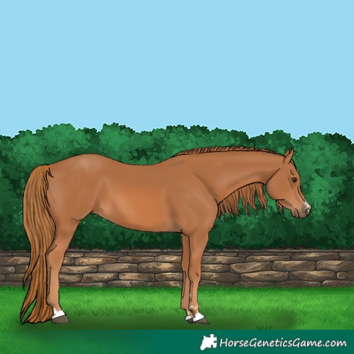 Horse Color:Chestnut 