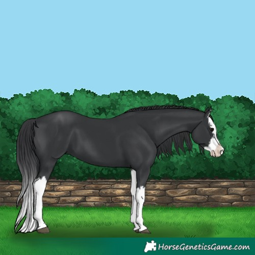 Horse Color:Black Splash
