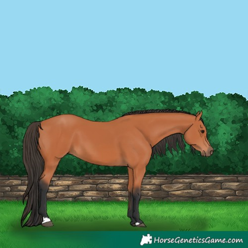 Horse Color:Bay 