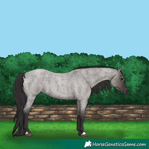 Horse Color:Smoky Grullo Roan