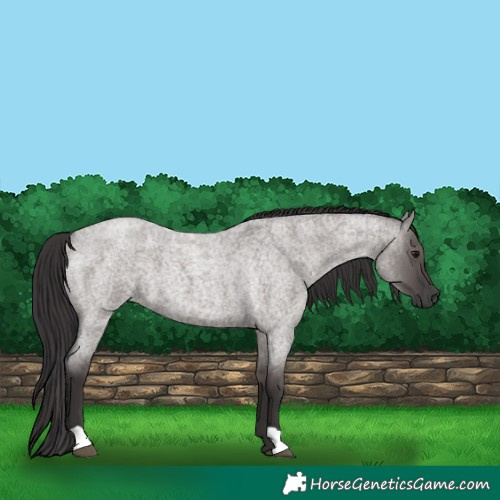 Horse Color:Smoky Grullo Roan 