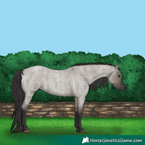 Horse Color:Smoky Grullo Roan