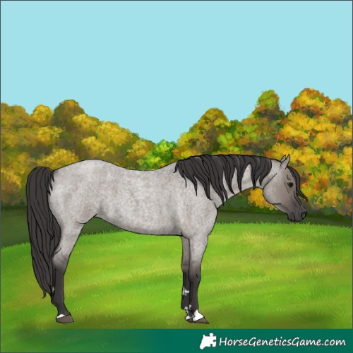 Horse Color:Smoky Grullo Roan