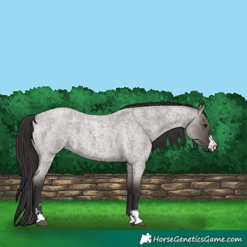 Horse Color:Smoky Grullo Roan