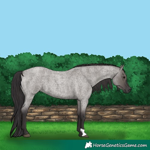 Horse Color:Smoky Grullo Roan