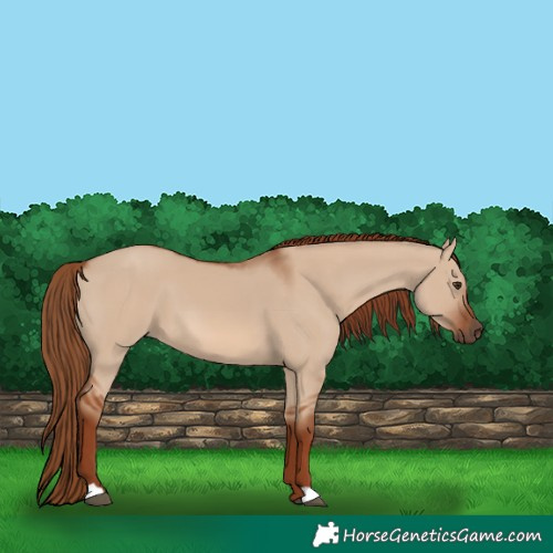 Horse Color:Red Dun