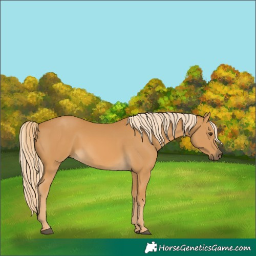 Horse Color:Palomino 